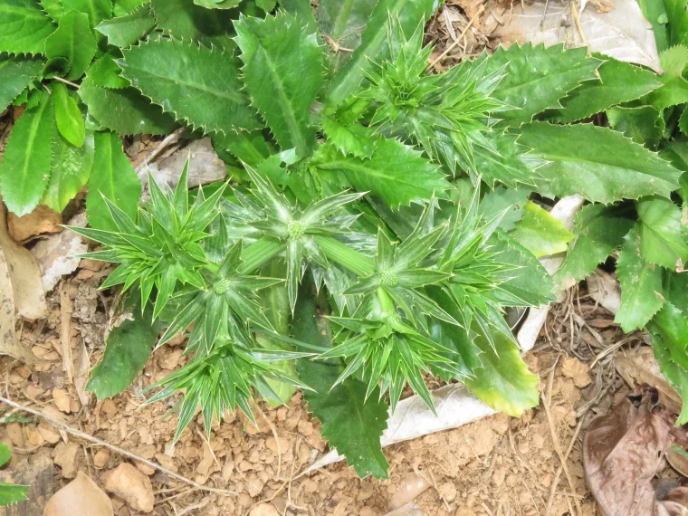 Chadon beni (culantro) plants growing close to the ground