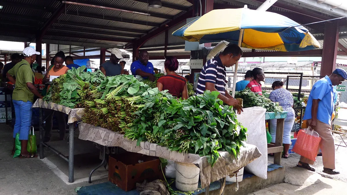 Bundles of dasheen bush leaves for sale at a market stall