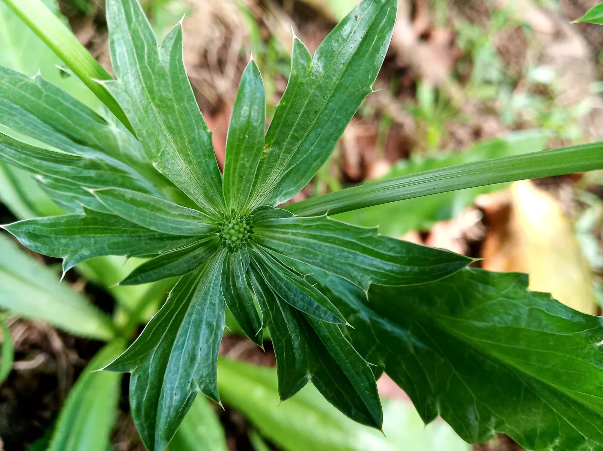 A rosette of chadon beni (culantro) leaves