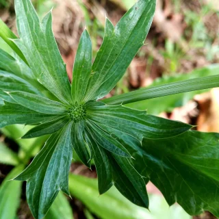 A rosette of chadon beni (culantro) leaves