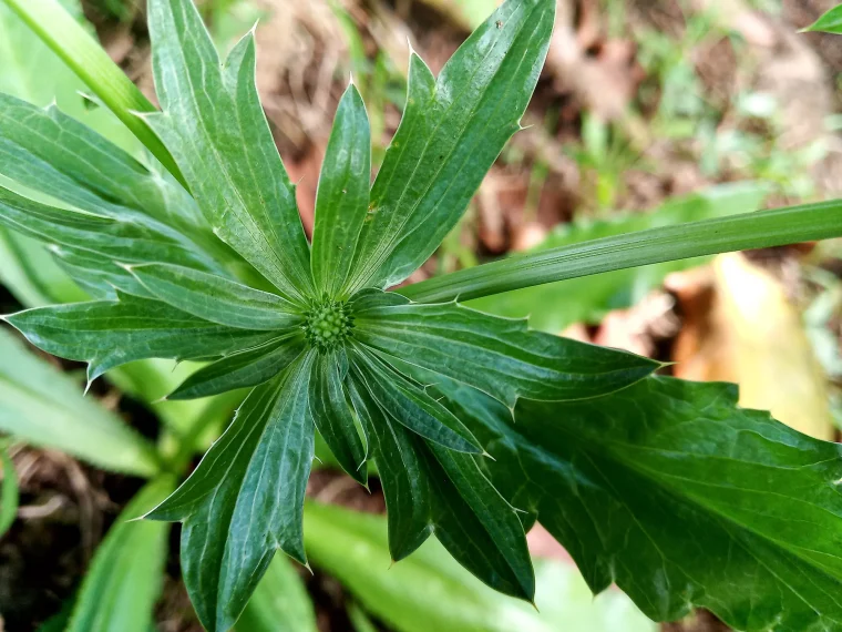 A rosette of chadon beni (culantro) leaves