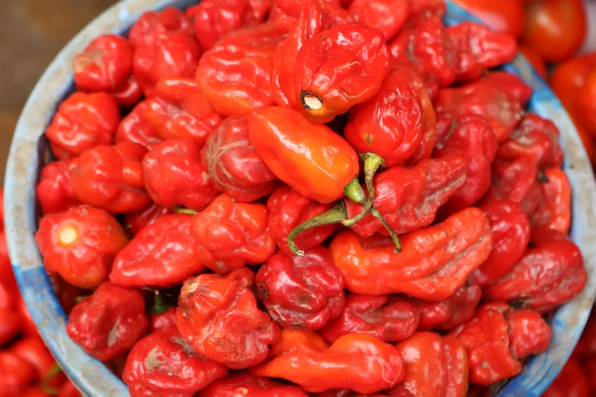 A bowl of red Scotch bonnet peppers