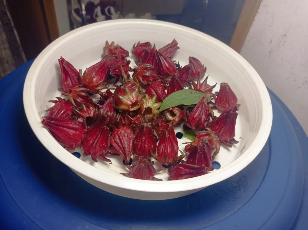 A bowl of fresh red sorrel (roselle) calyces